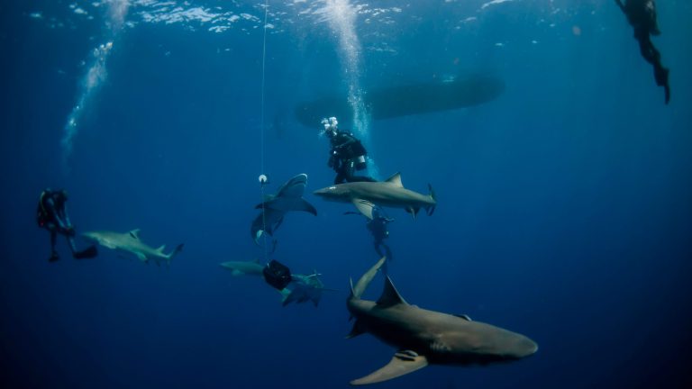 Shark attacks: Florida researchers release 2022 statistics on shark bites and deaths