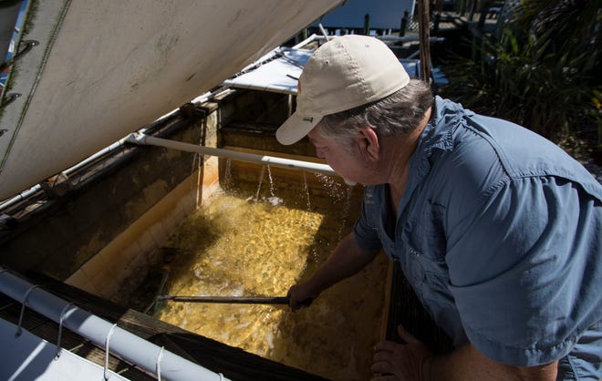 Maintaining a healthy shrimp tank isn't as easy as you might think.