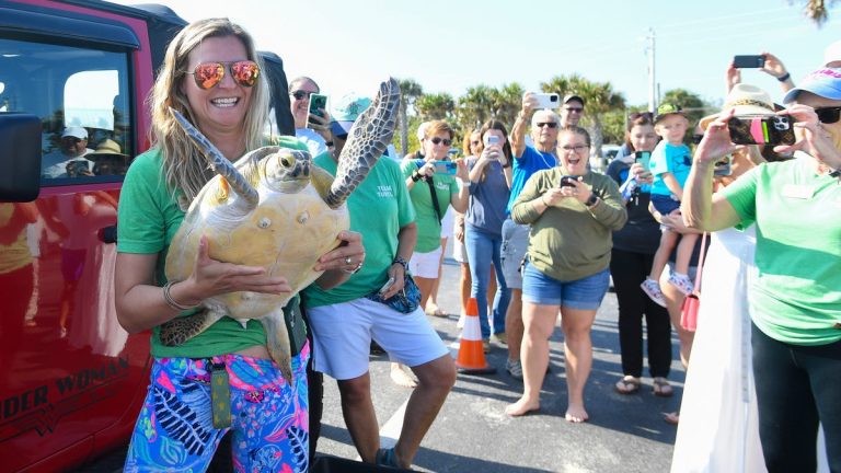 Coastal Connections releases sea turtle after rehabbed at Brevard Zoo’s Sea Turtle Healing Center.