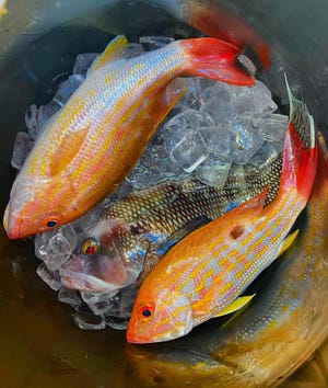 Lane snapper, porgies and mutton snapper are biting on area reefs like these caught aboard Safari I party boat Feb. 7, 2023.