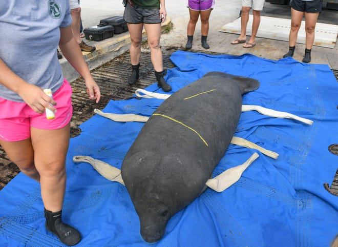 Staff from the Miami SeaQuarium and the Florida Fish & Wildlife Conservation Commission prepare to return a manatee back into the St. Lucie River on Wednesday, Nov. 3, 2021, at Shepard Park in Stuart. The manatee was rehabilitated back to heath after suffering a watercraft strike on May 12th.