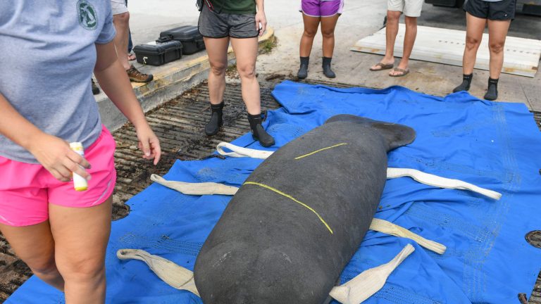 Tired of manatees dying? Three things we can do now to mitigate the death toll | Our View