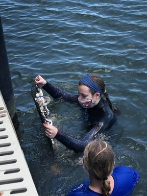 Manatee Observation and Education Center researchers evaluate oyster growth in Fort Pierce .