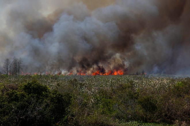 St. Johns River Water Management District and crews conduct a roughly 6,200-acre prescribed fire on Tuesday, Feb. 7, 2023, at the Fort Drum Marsh Conservation Area in Indian River County. “We try to do this every four or five years,” St. Johns River Water Management District Land Management Specialist Doug Voltolina said. “This is to get rid of fuels for fire season and to renew the marsh for its plants and animals.”