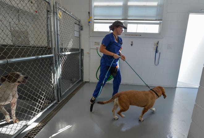 Denver Schroeder, kennel technician at the Fort Pierce Animal Adoption Center, takes Willy out for a walk on Monday, Feb. 6, 2023, in Fort Pierce. The shelter has made significant changes since the city of Fort Pierce took control of it in October from the Sunrise Humane Society.