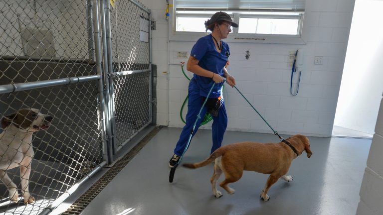 After years of crises, Fort Pierce is bringing change to its city-owned animal shelter