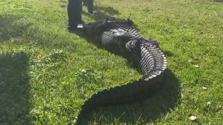 Photos: 10-foot alligator killed Florida woman who was out walking her dog