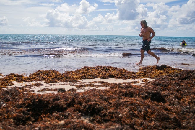 Boynton Beach resident Johnny Ortiz, 61, jogs north along the Ocean Inlet Park shoreline next to piles of accumulated sargassum seaweed in Boynton Beach, FL., on Tuesday, August 2, 2022. "God, I wish it would go away," Ortiz said about the seaweed. "It happens every year but this year it's worse than ever."