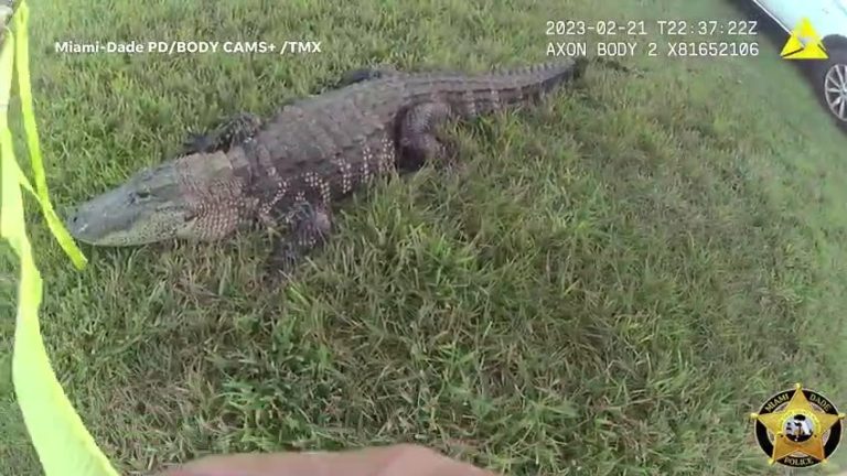 ‘I hope someone got this on video’: Miami-Dade police officer lassos gator with tow rope