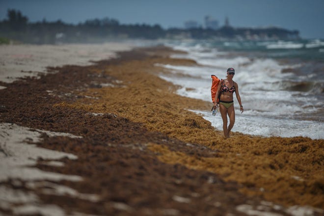 Tiffanie Radford, Lantana, walks south through sargassum on the first day of summer near R. G. Kreusler Park in unincorporated Palm Beach County, Fla., on Tuesday, June 21, 2022. Winds blew from the northeast at 12 to 14 mph pushing tons of sargassum onto the shoreline from Palm Beach to South Palm Beach.