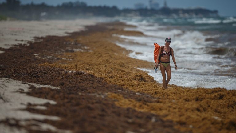 The sargassum comes in ‘like the blob, like a Stephen King movie’