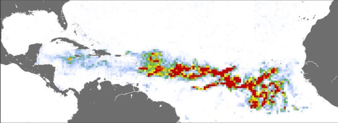 A satellite image shows the extent of the sargassum growth in the Atlantic Ocean in January 2023. Warmer color tones indicate heavy amounts of sargassum.