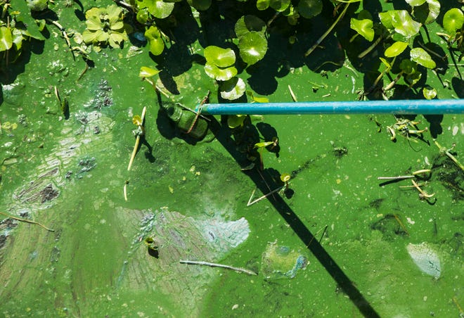 John Cassani, then Calusa Waterkeeper and now emeritus, takes a sample of algae from the east side of the Franklin Locks on Tuesday, May 18, 2021. It was to be tested for blue-green algae. U.S. Rep. Byron Donalds has introduced a bill that would help with algae research.
(Photo: Andrew West/The News-Press, The News-Press)