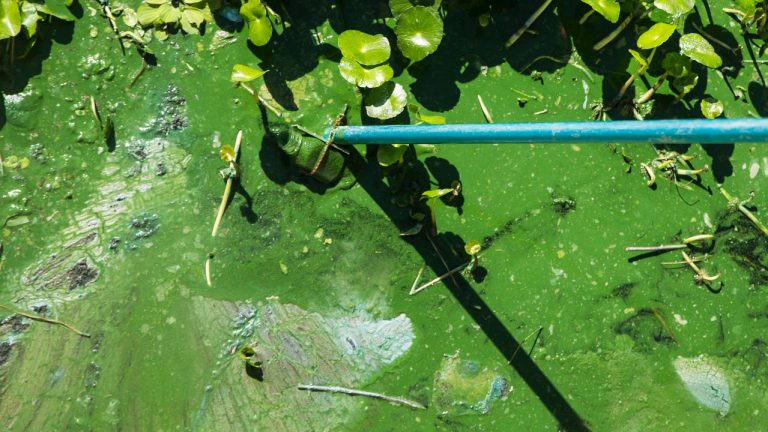 U.S. Rep. Byron Donalds retries bipartisan bill on harmful algal blooms