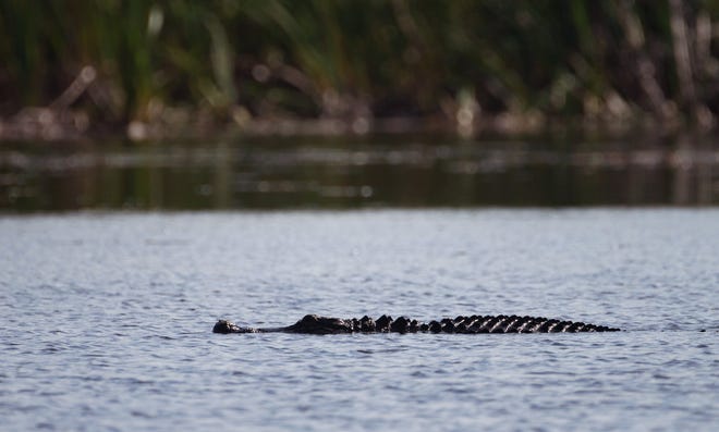 An alligator trolls the water on Lake Okeechobee, May 23, 2018. (Greg Lovett / The Palm Beach Post)