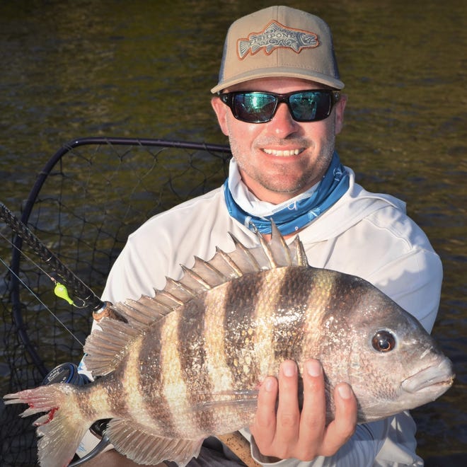 Sheepshead like this one caught Jan. 30, 2023 in Stuart have been biting for Chaos Fishing Charters customers.