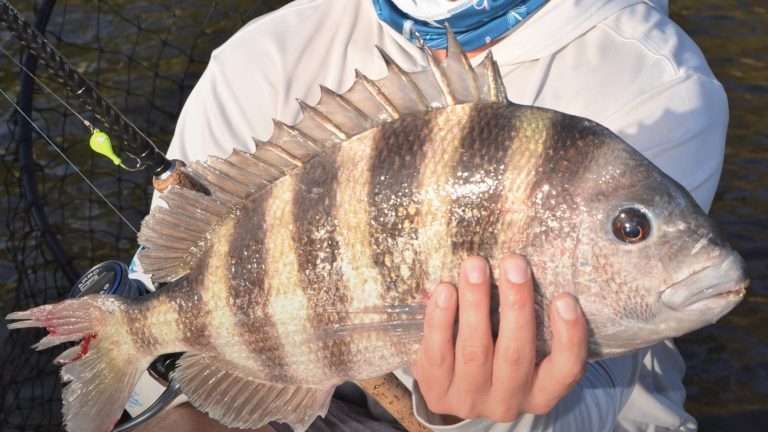 Florida fishing: Spring training has mahi mahi, sheepshead and snook chewing