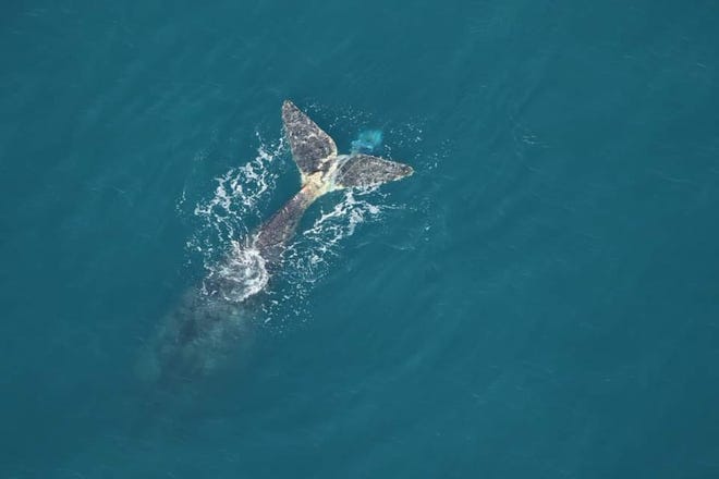Argo, a 15-year-old right whale, was entangled in a lobster pot until Jan. 29, 2023.