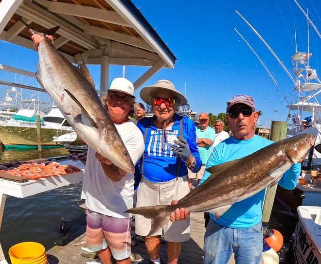 Safari I partyboat Capt. Rocky Carbia said the cobia, like these caught March 2, 2023, have been showing for customers.