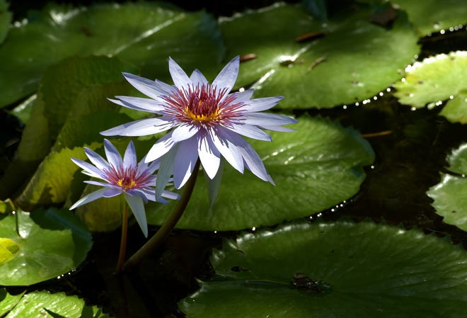 Photographers enjoyed the opportunity of photographing waterlilies in full bloom among the ponds at McKee Botanical Garden during its recent Waterlily Celebration.