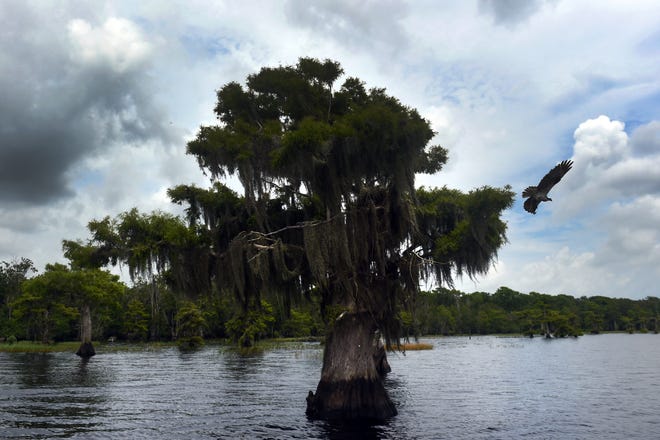 An osprey flies from its nest in a cypress tree that lines the shore of Blue Cypress Lake in northwest Indian River County on Thursday, May 31, 2018.