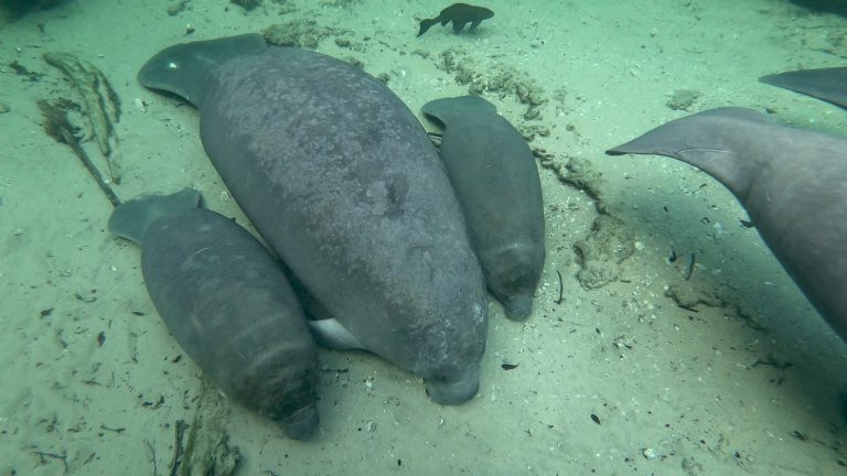 Can I touch a manatee? What to do if you get close to a Florida manatee (hint: stay away)