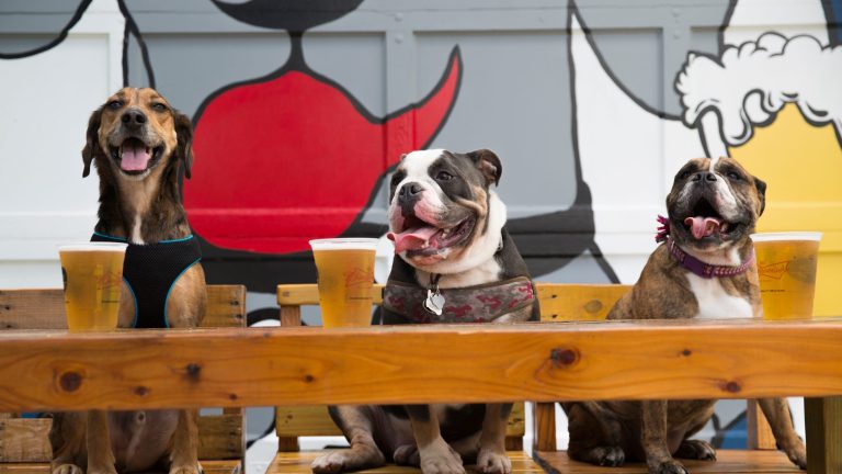 Drinking with doggie: K-9 Social Club café may come to Stuart’s Poppleton Creek Dog Park