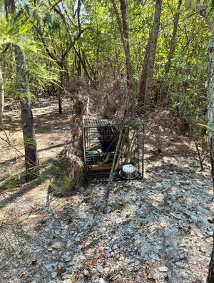 A dog described as a German shepherd was caught Tuesday Feb. 28 in a trap left by Vero Beach police following reports of sightings and rescue attempts at the island in the Indian River Lagoon since February 24, 2023.
