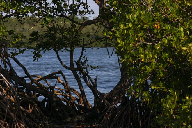 Scenes from the Indian River Lagoon on Monday, March 13, 2023.