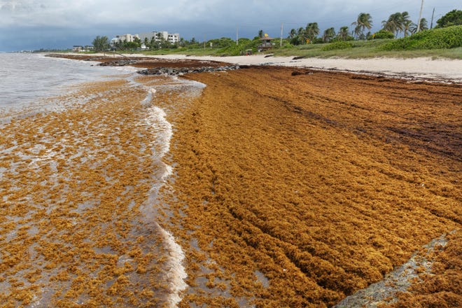 Sargassum piles up in the ocean and on the beach next to the Boynton Inlet jetty in August 2019.