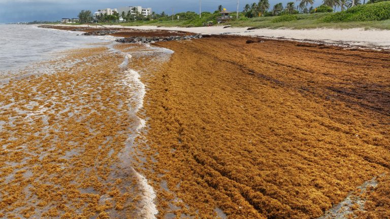 NEW: Change in giant sargassum blob offers ‘glimmer of hope’ but Florida could get first mats in March
