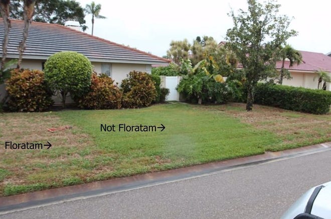 Floratam St. Augustine grass infected with St. Augustine grass infected with lethal viral necrosis (left) and grass that isn't floratam. Floratam is a variety of St. Augustine grass that forms the foundation of Florida lawns, according to the University of Florida.