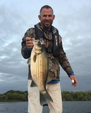 Striped bass are still being plucked from the St. Johns River.