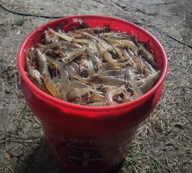 The bucket GJ Realin filled with shrimp this past week in the Edgewater area.