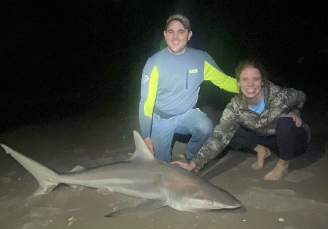 That's a 6-foot blacktip brought to shore by Mike and Kate, visitors from Ohio who spent an evening on the beach with New Smyrna Shark Hunters.