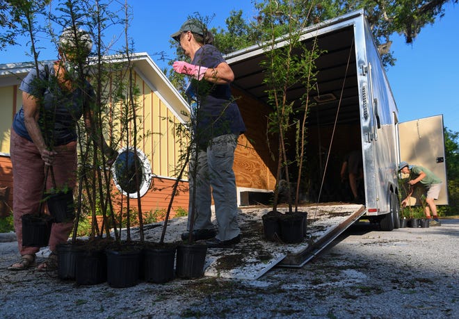 Volunteers unload 1,000 bald cypress trees, donated to Pelican Island Audubon Society’s nursery from Cherrylake Farm west of Orlando, on Sunday, April 2, 2023. The nonprofit society is offering live oak, bald cypress, mahogany and dahoon holly trees free of charge at its nursery in Indian River County, 195 9th Street S.E., in hopes of saving native Florida wildlife and waterways.