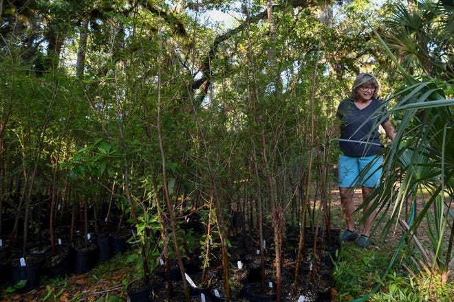Kathy Cunningham, of Vero Beach, waters bald cypress trees at the Pelican Island Audubon Society's nursery on Wednesday, April 5, 2023.“I wanted to learn more about native plants,” Cunningham said. The nonprofit is offering live oak, bald cypress, mahogany and dahoon holly trees free of charge in hopes of saving native Florida wildlife and waterways.