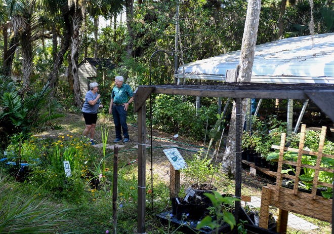 The Pelican Island Audubon Society’s nursery, 195 9th Street S.E.  in Indian River County, is offering live oak, bald cypress, mahogany and dahoon holly trees free of charge in hopes of saving native Florida wildlife and waterways. The nursery is open to the public Wednesdays, Fridays and Sundays from 9:00 a.m. to 11:00 a.m.