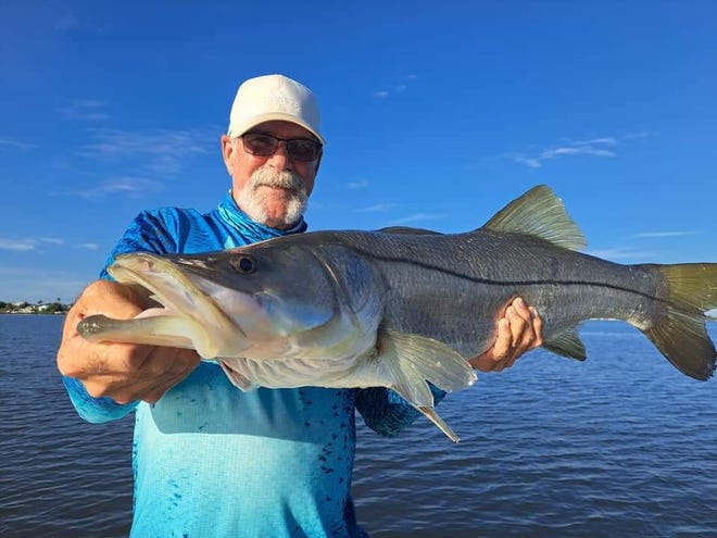 Snook season opened Sept. 1, 2022. This snook caught Aug.. 26, 2022 with Capt. Jim Walden of Night Stalker charters was too big and out of season.