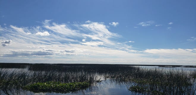 Lake Okeechobee is 730 square miles, but the majority of the best fishing is limited to were the healthy habitat exists.