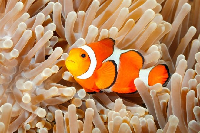 A fish swims at The Florida Aquarium.