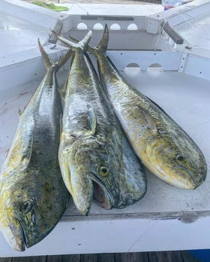 Dolphin have been on the rip, like these caught Sept. 18, 2022 by Capt. Glenn Cameron of Floridian fishing charters in Stuart.