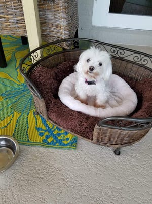 Vero Beach resident Tricia Pagoria's 4-pound Maltese, Sophie, was killed by a pit bull in 2018.
