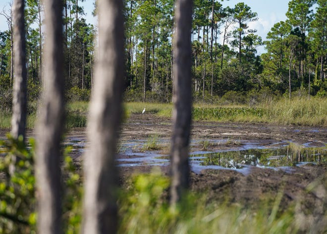 "This was all marsh wetland plants, the whole area right here has been torn up completely," said Michael Yustin, the senior project manager for the county's ecosystem division, who gives a tour of Pal-Mar and the Hungryland Wildlife and Environmental Area on Wednesday, Aug. 31, 2022, in Martin County. Concerns have been raised about recreational activities and wetland degradation on both private and publicly-owned lands in Pal-Mar and Hungryland natural areas. The area sits adjacent to the gated Trailside community. The residents have become concerned for their and their livestock's safety because of the frequent gunfire and off-road vehicles.