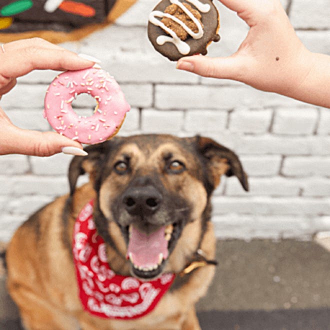 This promotional image from Krispy Kreme shows a dog staring intently at a pair of Doggie Donuts. The specially-baked treats will be offered at Krispy Kreme restaurant locations in honor of National Dog Day, which falls on Aug. 26, 2022.