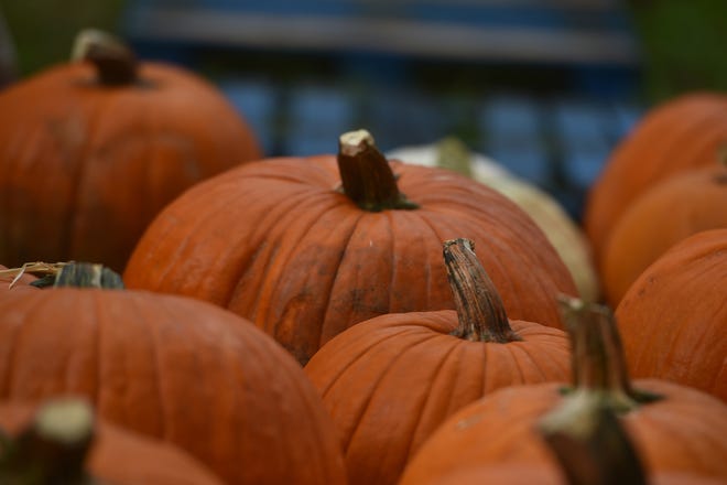 Fall festivals can be found across the Treasure Coast this weekend.