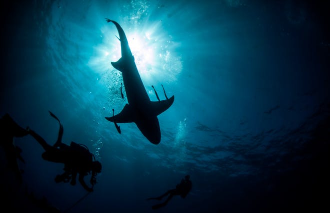 A lemon shark swims among scuba divers during a chartered dive off Riviera Beach on Tuesday, May 11, 2021.