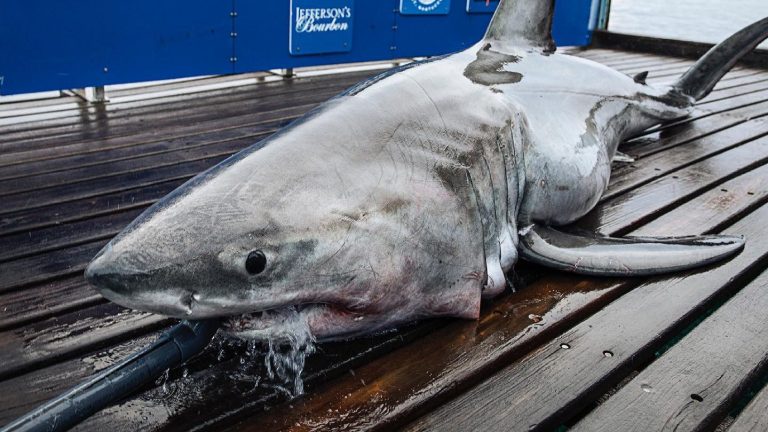 Shark watch: Three OCEARCH-tagged white sharks off Florida coast Thanksgiving weekend
