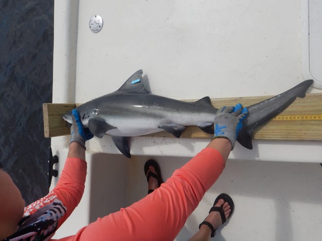 A juvenile bull shark is sampled by a researcher with Florida Atlantic University's Harbor Branch Oceanographic Institute.