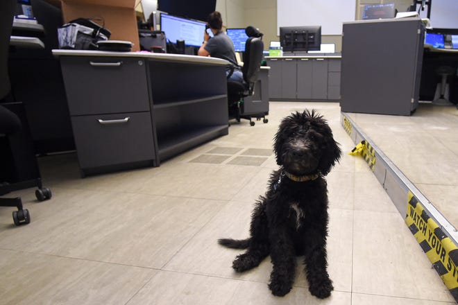 Lucie, a 3-month-old Labradoodle, sits in the St. Lucie County Emergency Operations Center on Thursday, Nov. 17, 2022, where she calls home. “We found the moods and atmosphere inside the workplace improved any time an animal was brought in the center,” Misti Glisson, St. Lucie's public safety communications manager said. “We had heard of other places having dogs, so we worked towards a policy that would work for everyone. Lucie was chosen as an emotional support animal because her breed is hypoallergenic and is less irritating to people with pet dander allergies. This process took over a year to get approved but it has been well worth the effort.”